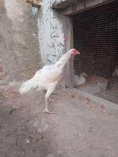 heera 2 media for sale breader ha per pice 4500
