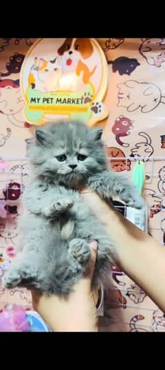 persian