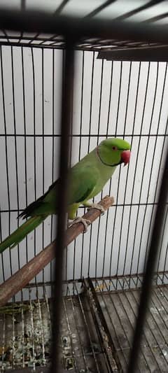 Ringneck parrot healthy and active breeder for sale