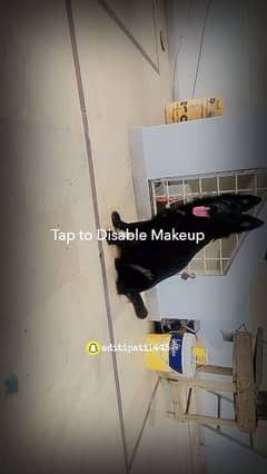 Black Shepherd