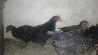 Desi Misri & Plymouth chicks