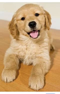 Golden