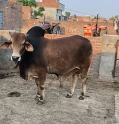 Bachra | Gay | Bhans | Buffalo | Cow | Qurbani | بھنس | گائے