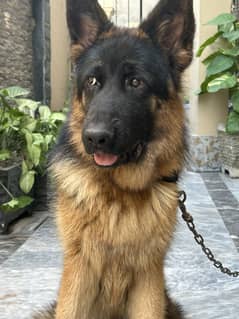 German shepherd Male available for sale