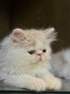 Peke