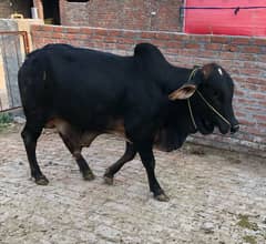 Bachra