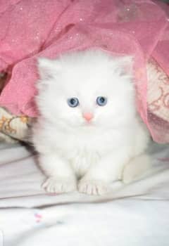Persian kittens 03198435459