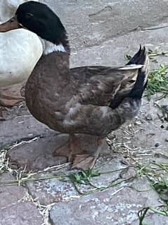 breeder male duck argent sale 03269189860