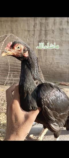 Breeder Aseel females