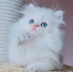 Persian kittens 03198435459