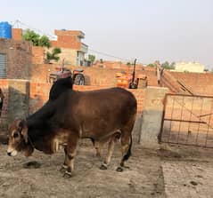 Bachra
