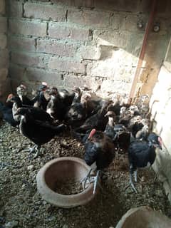 Australop Chicks available