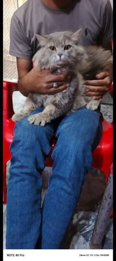 goog cat  nice