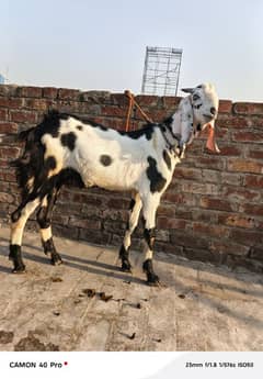 pure Desi bakra for sale