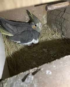 cocktail breeder pair with eggs