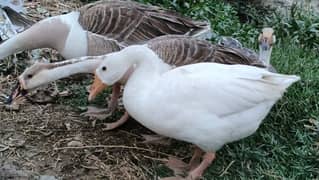 Duck