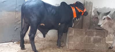 bachra cholistani cross