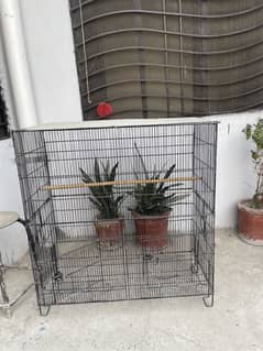 Parrot