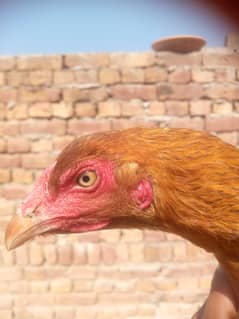 Mianwali