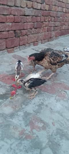 Mianwali