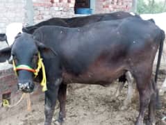 2 dant wachi for sell 03379396201 what's app