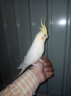 hand tamed cocktail parrot for sale