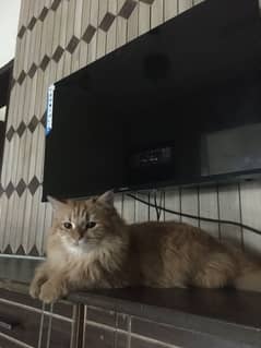 Selling my cats