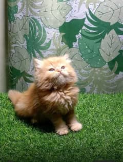 persian Cat | Persian kittens For Sale | 03274224738