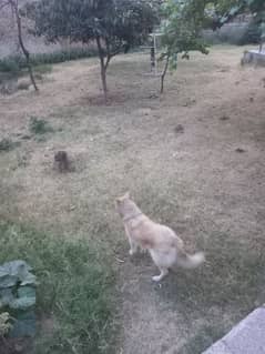 Husky
