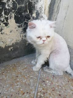 persion male available for meeting