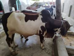 Bachra | Gay | Bhans | Buffalo | Cow | Qurbani | بھنس | گائے