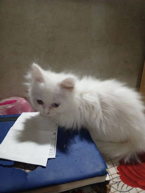 Pure Persian healthy extra triple coated male kitten odd eye 5