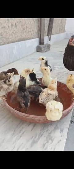 aseel chick available Hy 5 chick