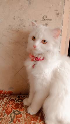 Persian Cat