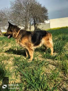 GSD