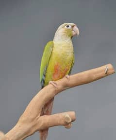 100%breeder