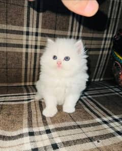 persian Cat | Persian kittens For Sale | 03274224738