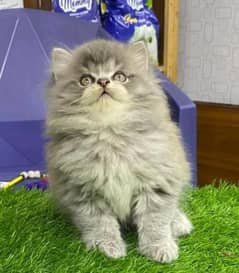 persian Cat | Persian kittens For Sale | 03274224738