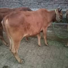 cow wachri sale for qurbani