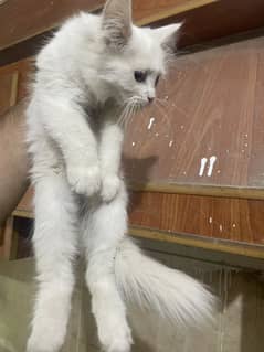 Persian kitten