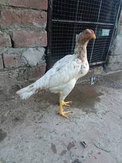Mainwali