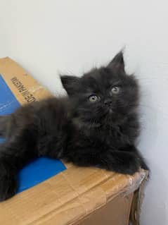 persian Cat | Persian kittens For Sale | 03274224738