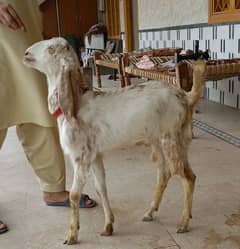 Makki Chena Bakra