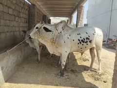 Waxcha for sale/bull for sale/qurbani