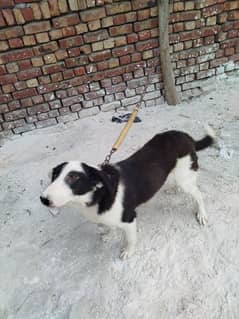 Pointer