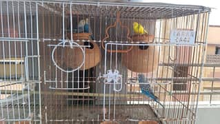 Australian birds