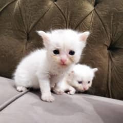 Persian kitten@ Perisan kitten@ kitten@ Siamese@ blue@ male@coat@white
