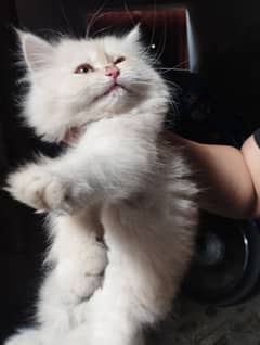 PERSIAN KITTAN CAT