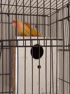 2 pair lovebird breeder with 1 piece free