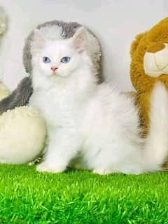 persian